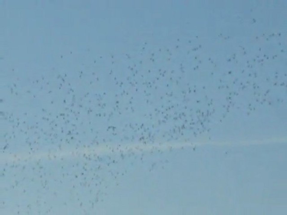 migration de pigeons ramiers en nord loire