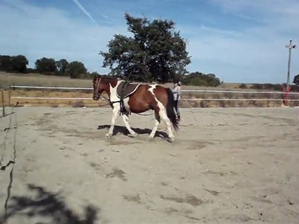 apache trot