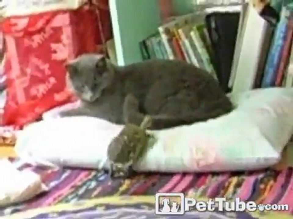 Turtle on a Cat Chase