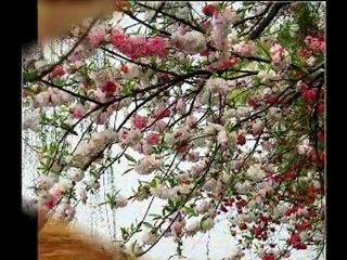 Yar peşinde koşa koşa yoruldum