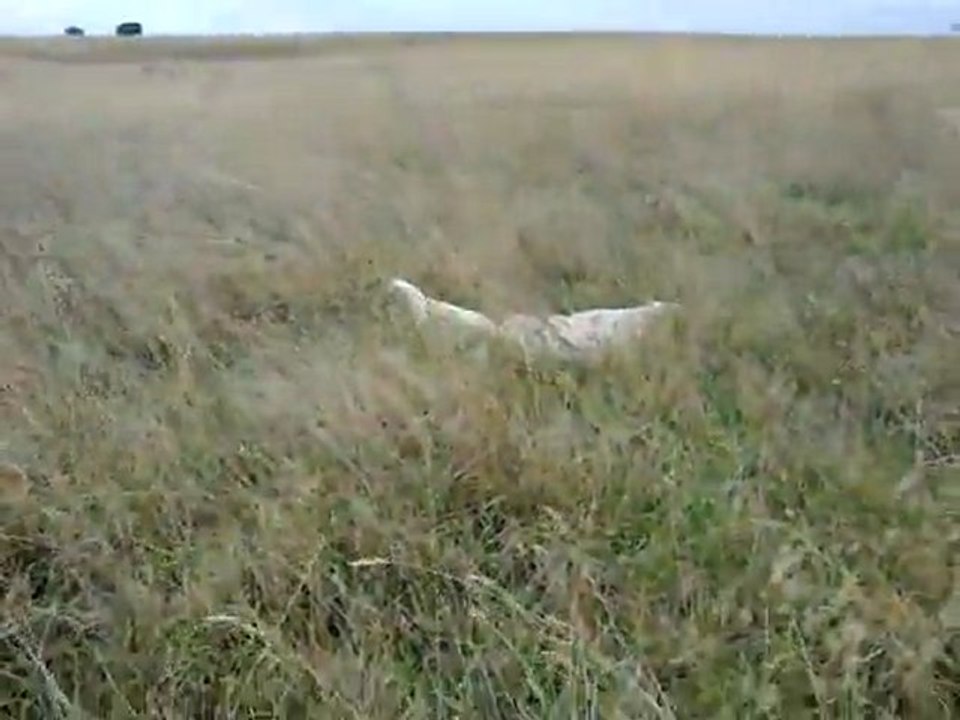innayatarak