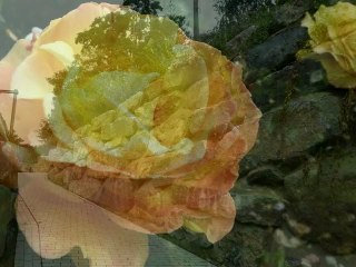 année 2011 - mois de juillet et d'août - nº 38