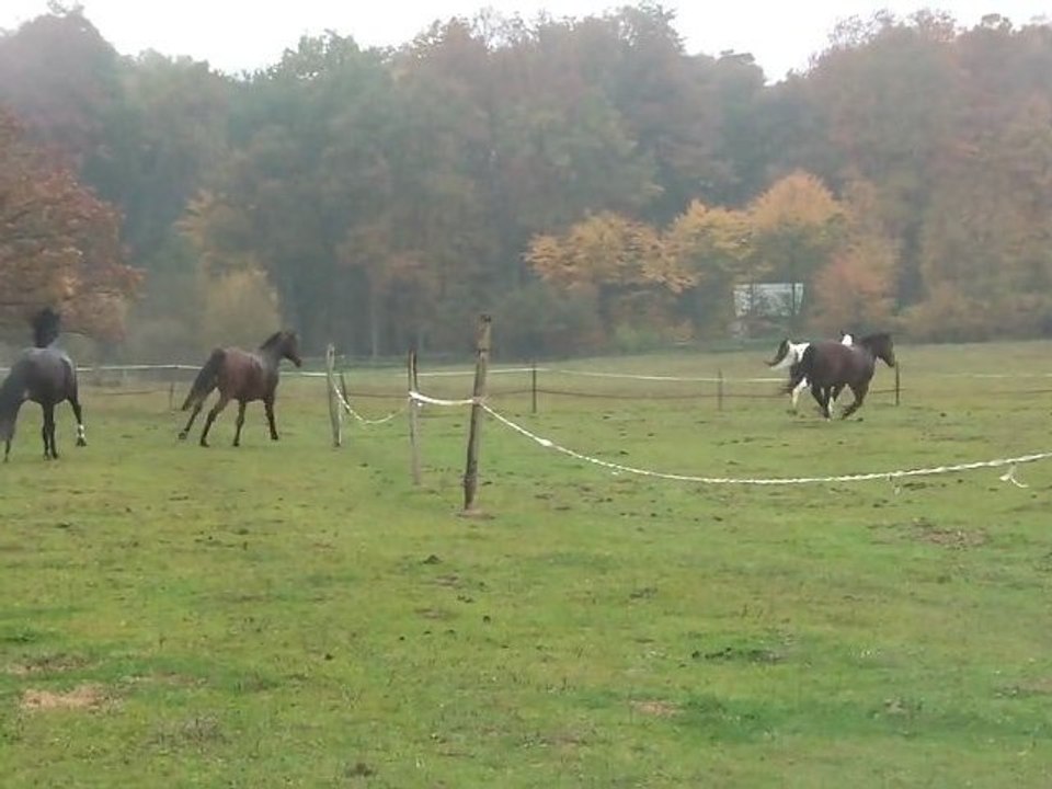 01.11.2011.b.arrivee.fludy.nasdak