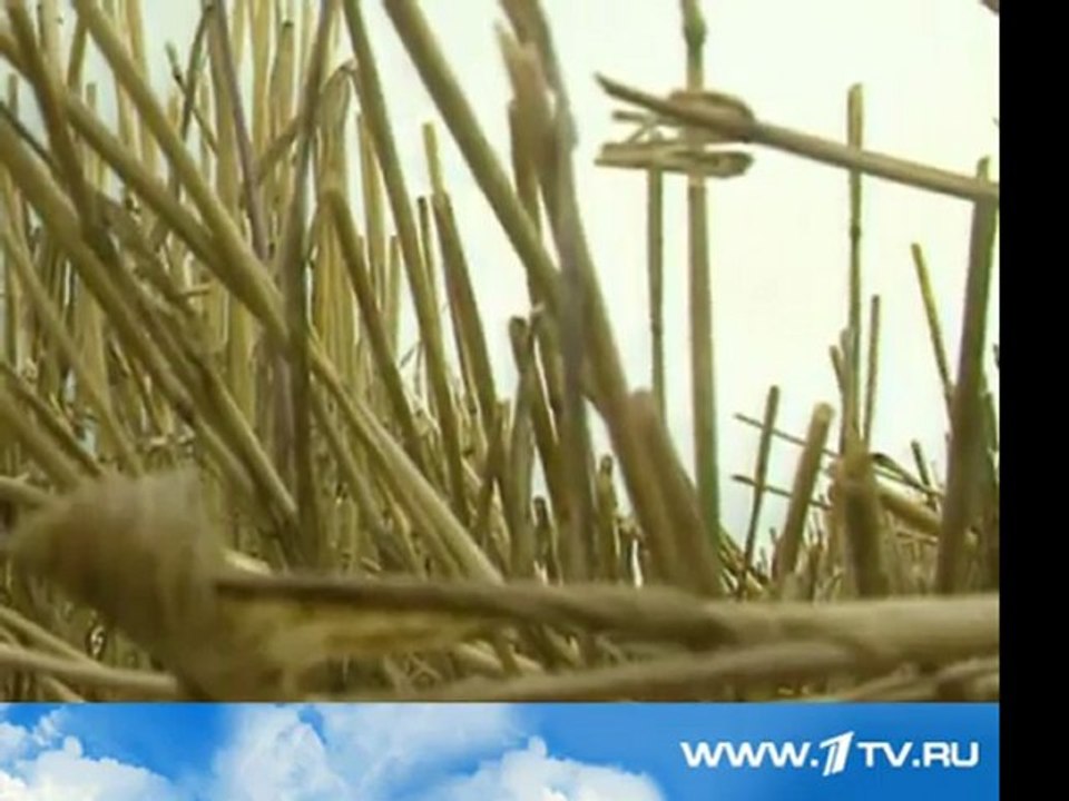 Круги на полях