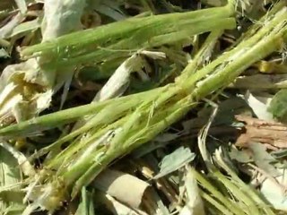 Kukoricaszár betakarítása Recon 300 kondicionáló segítségével - corn stover harvest