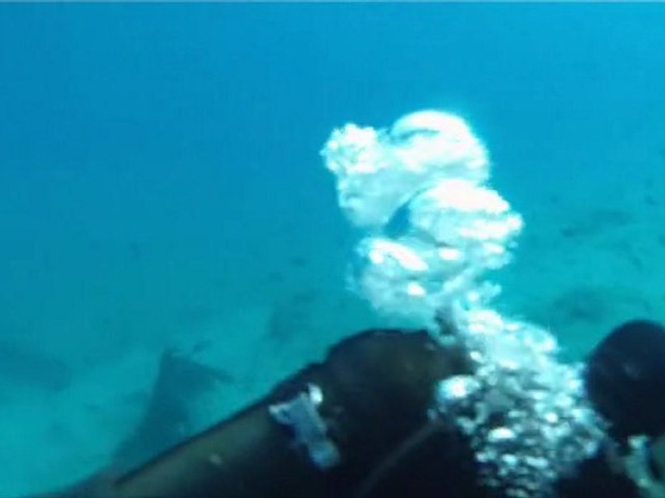 Les plongeurs du 1er Régiment étranger de génie s'entrainent au 2e REP