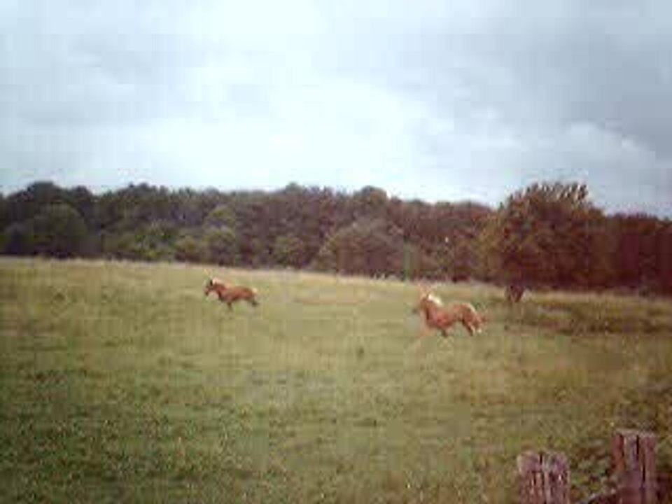 quercy et rosaï au galop
