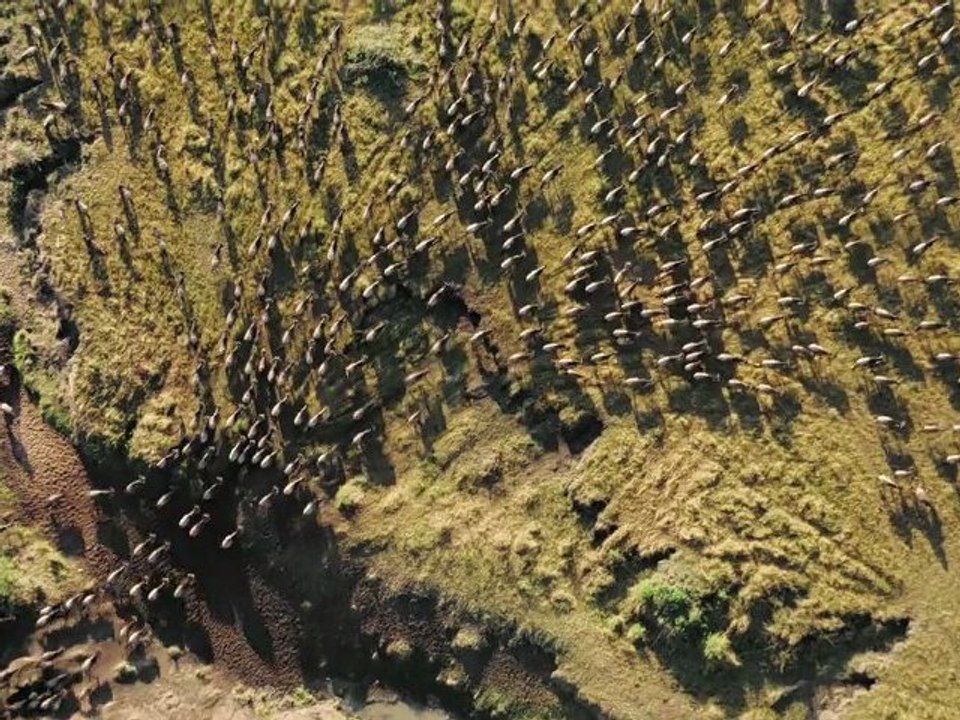 Félins : bande annonce #1