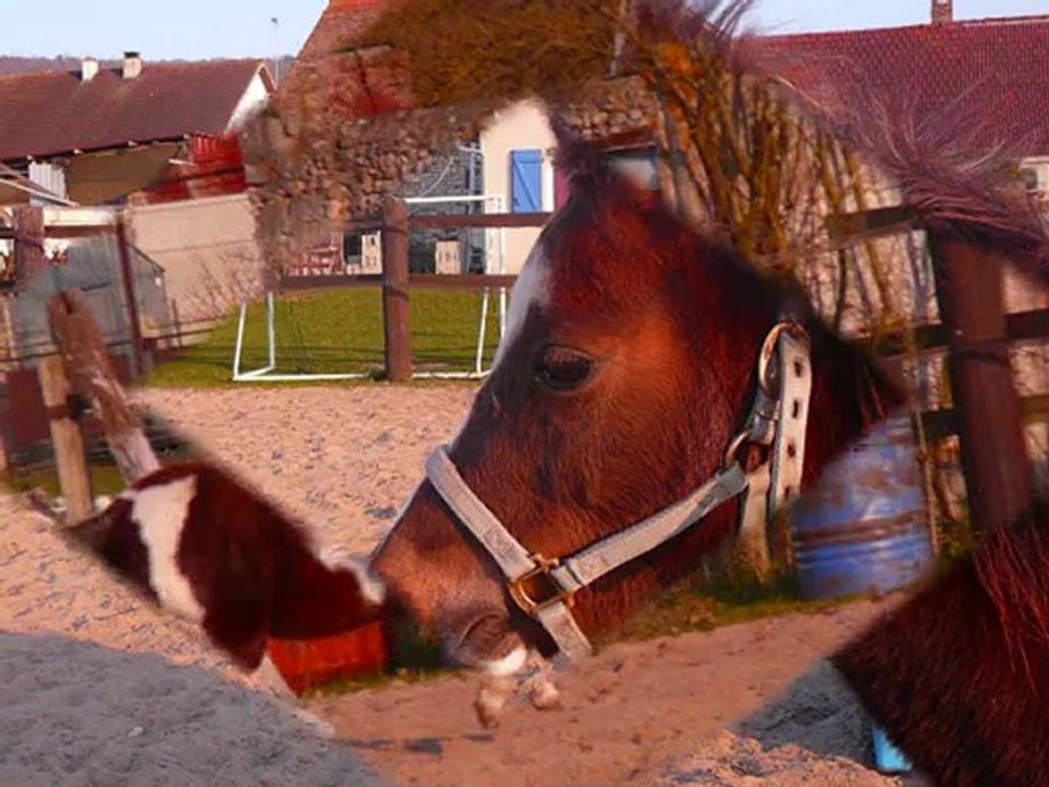 équitation éthologique pour le plaisir mlgf