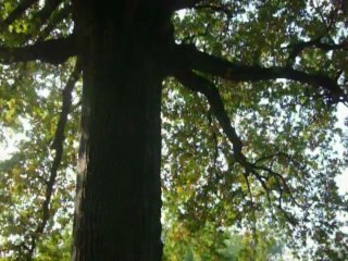 Quercia secolare Italia