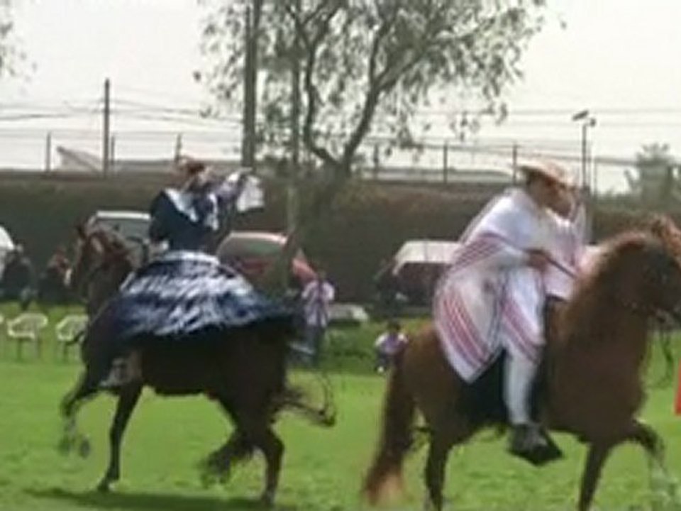 Caballos 3