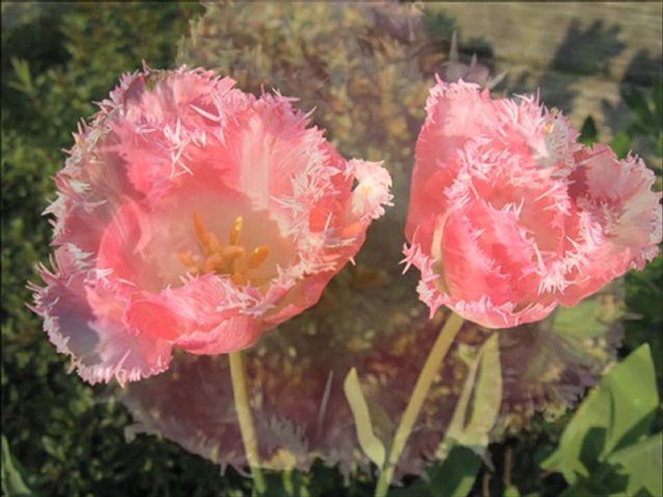 Amma´s Song – with all my love and gratitude dedicated to Sri Amma