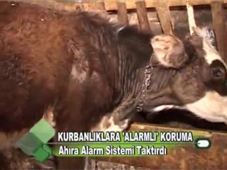 KURBAN PAZARI HAREKETLİ 03.11.2011