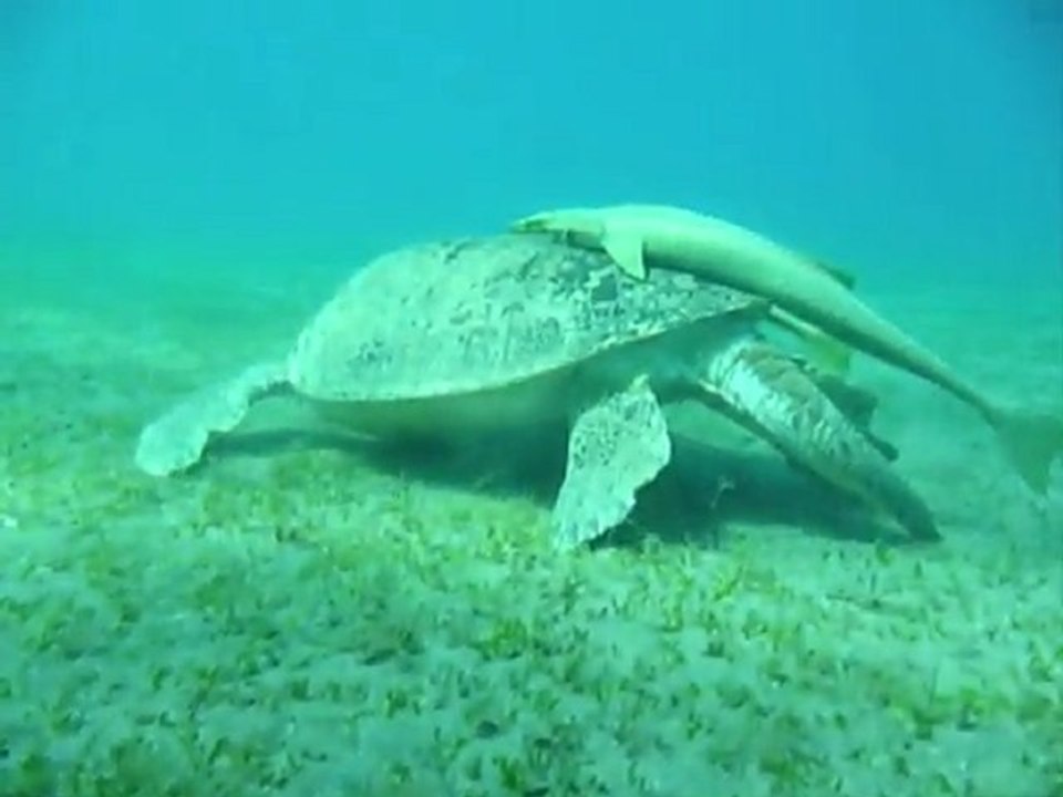 Plongée Mer Rouge 2011