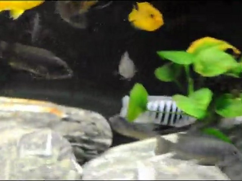 Zebra Chilumba Maison Reef , Msobo Magunga