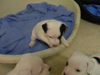 Bébés chiens