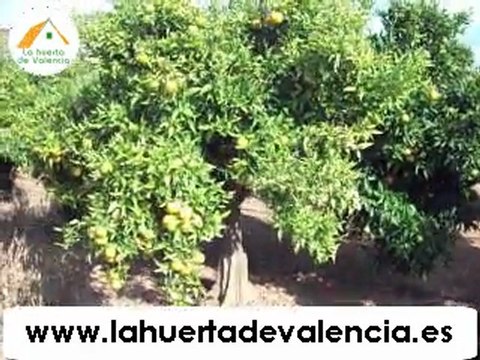 Comprar naranjas sanas. Naranjas online dulces y naturales