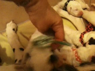 video portée de  cally   01/11/2011