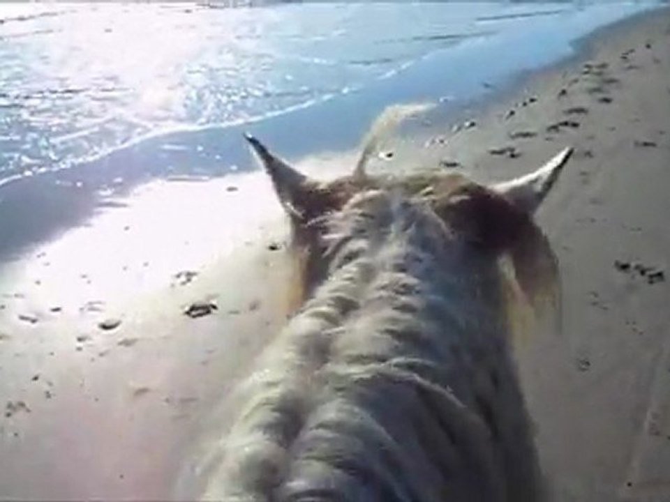 balade à cheval en Camargue