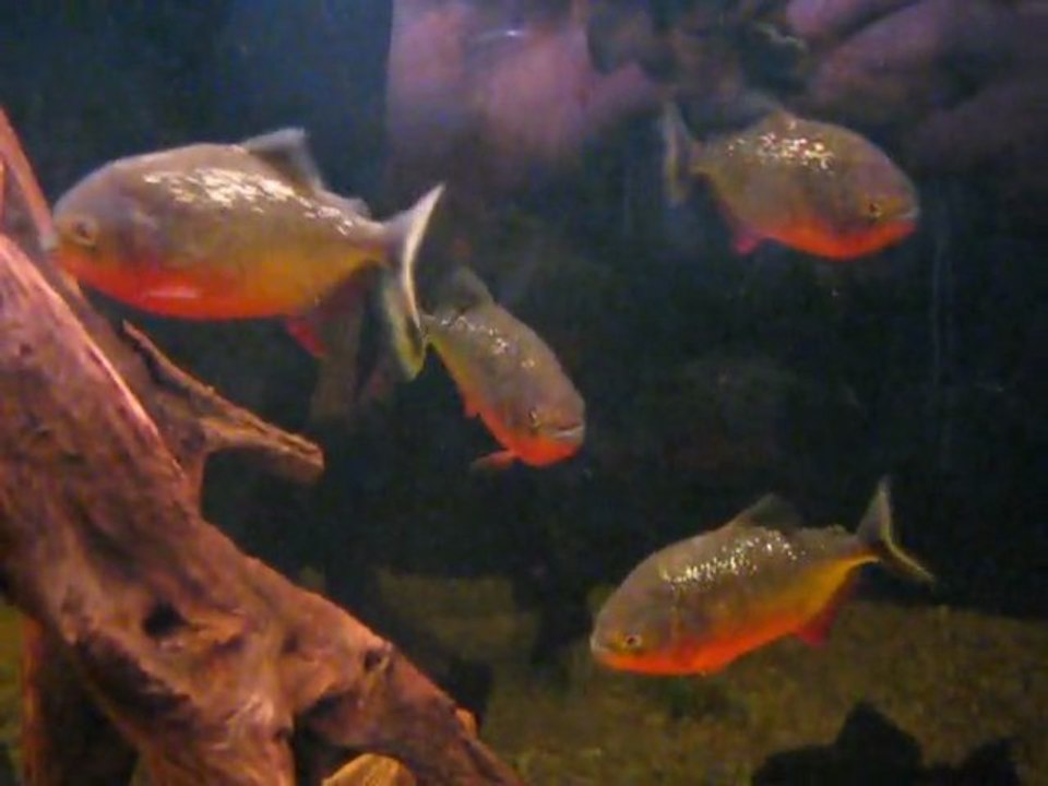 pygocentrus