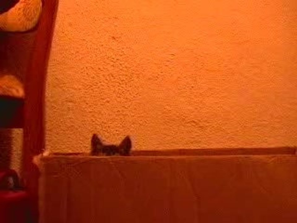 Los Gatos / oh Superman