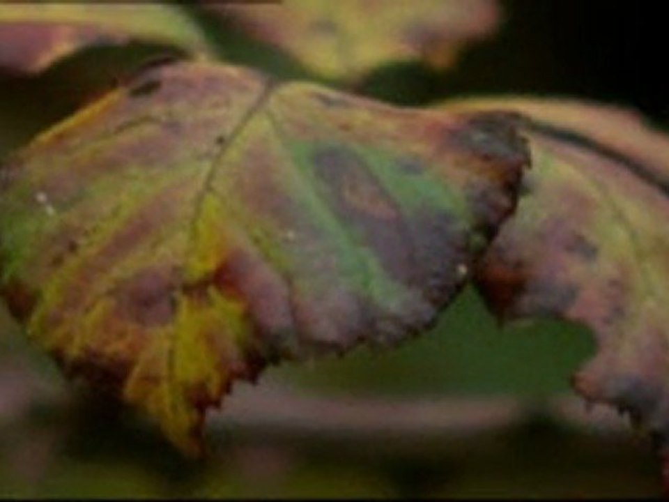 (DVD08) (13) BOSQUE CADUCIFOLEO