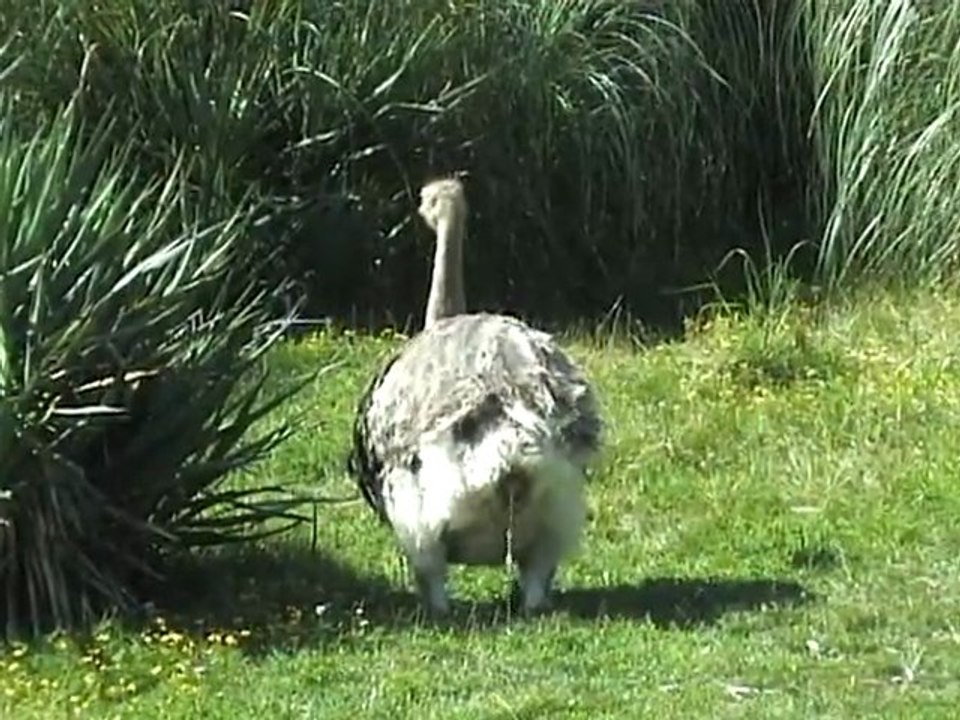 les besoins d'une autruche