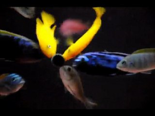 Cynotilapia mbamba chilumba (Luwino Yellow Head) & Msobo magunga