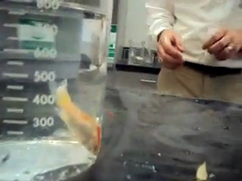 Poisson rouge dans de l'azote liquide