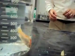 Poisson rouge dans de l'azote liquide