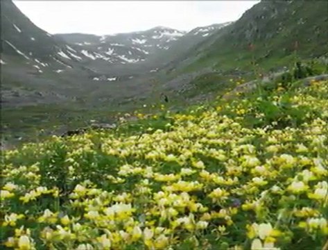 Behçet gülas-AMLAKİT
