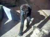Gorilles Zoo d'Anvers 2011 / 1 *