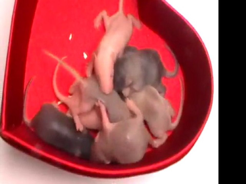 Midnight's babies - Jour 6