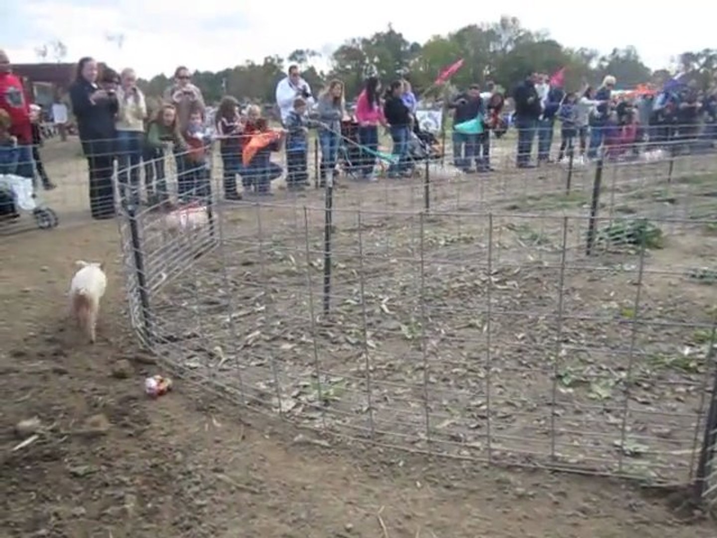 pig race