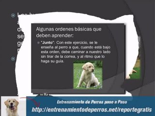 Adiestramiento de Cachorros Labrador