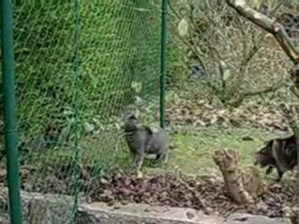 CLOTURE POUR CHAT