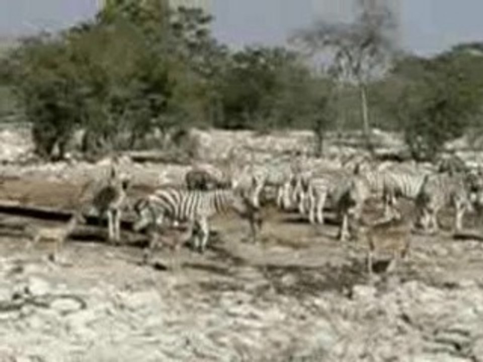 namibie-etosha-zebres-antilopes