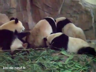 Pandi Panda fait pipi