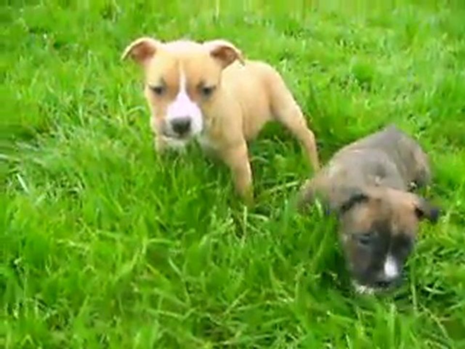 vidéo du 04.11.2011 de 2 fifilles à 6 semaines .