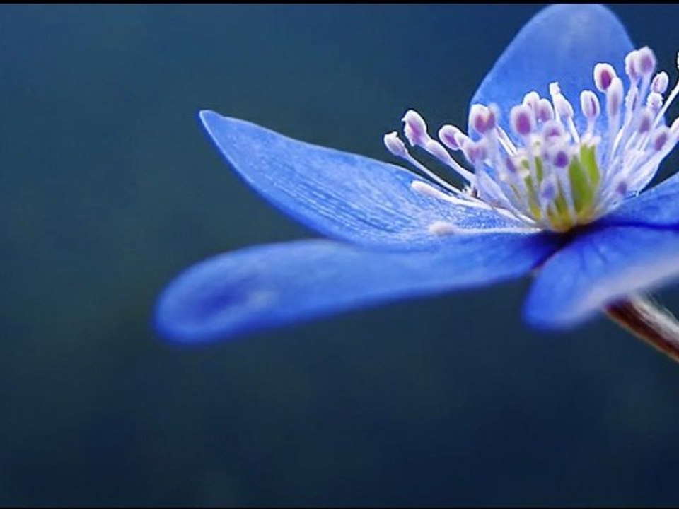 tangent in blue