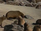 namibie-otaries-skeleton-coast