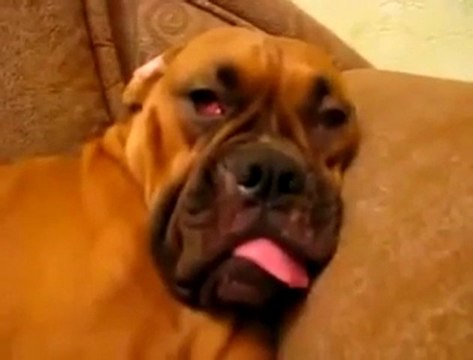 NEJAT-55.korkunç bir şekilde uyuyan köpek korku filmi gibi