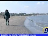 Barletta | Una moria di topi e meduse in spiaggia