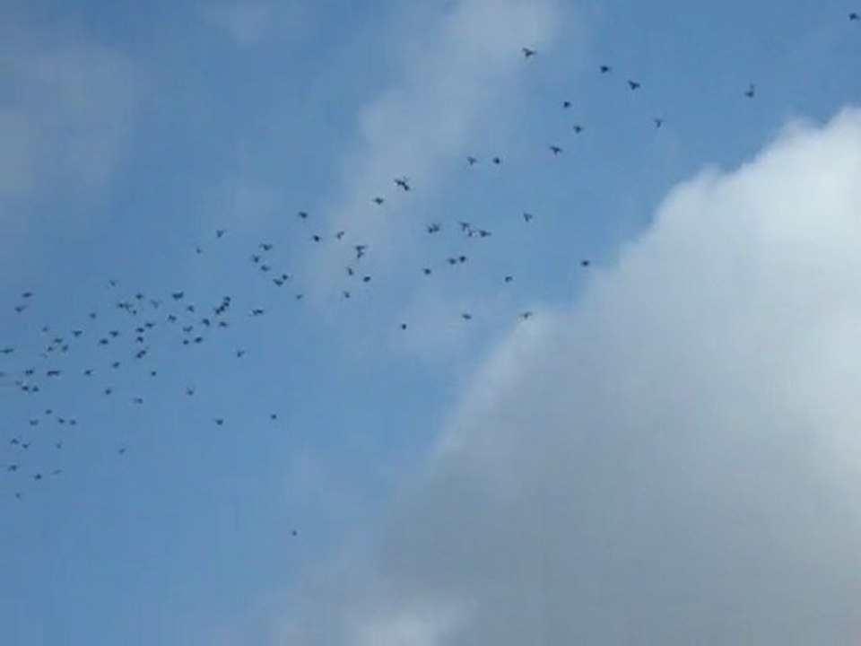 Pigeons ramiers en nord Loire le 14/10/2011