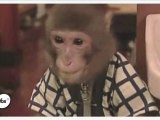 Un restaurant japonais où le service est assuré par des singes