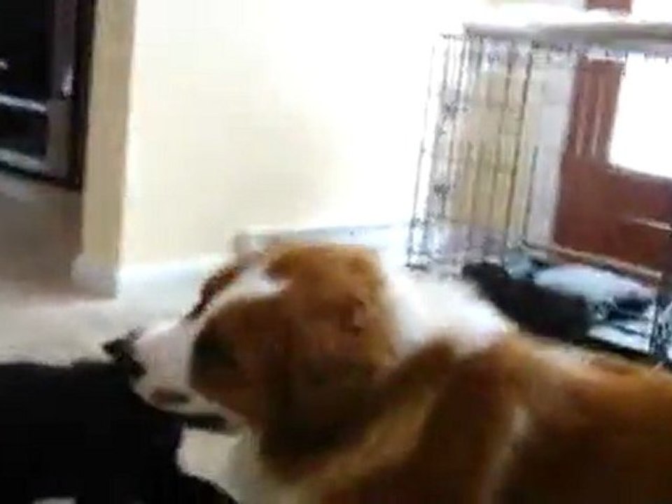 Dog Fetches Cat