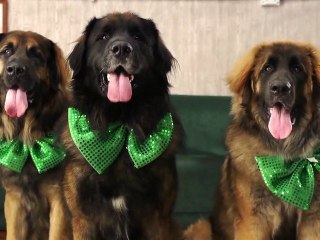 REAL ESTATE "It's Real"