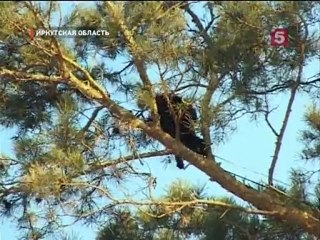 В Сибири спасли кота