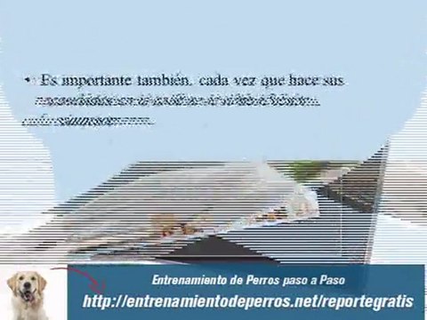 Adiestramiento de Cachorros Golden Retriever