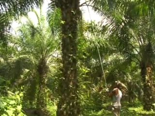 1_PALMA DE ACEITE Y PAPAYA NOVIEMBRE 4 DE 2011